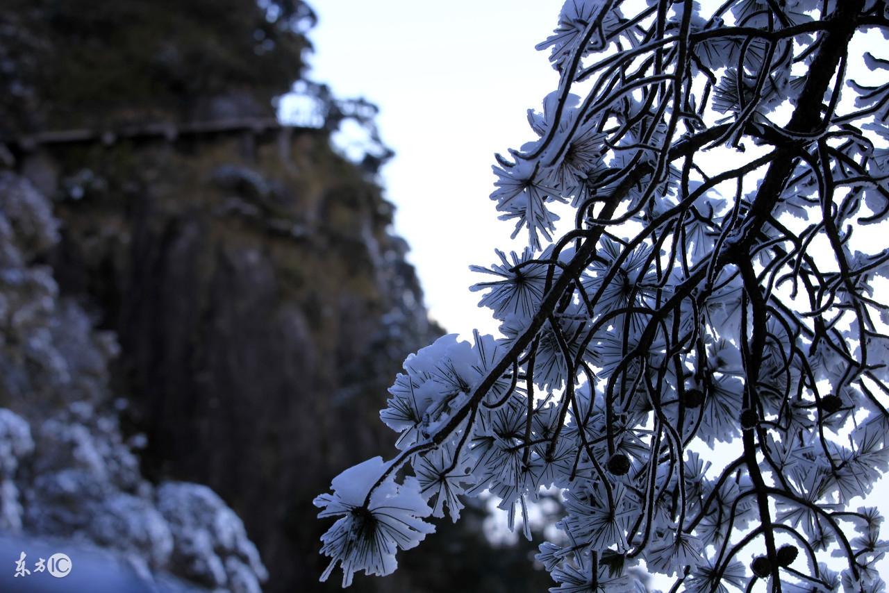 旁门左道谁能及，雪中应学山上松打一准确生肖,警惕虚假宣传落实,全面解答解释落实